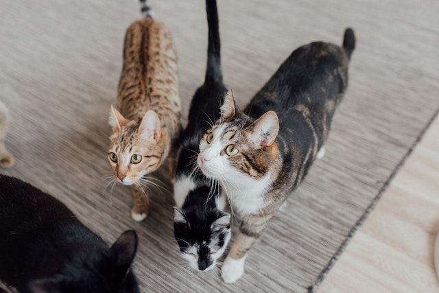 a brown cat, a black and white cat, and a white and a brown cat looking up at something